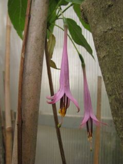 Fuchsienbild F. juntasensis 01